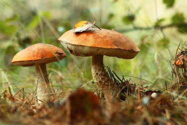 Bild von 3 Pilzen im Wald