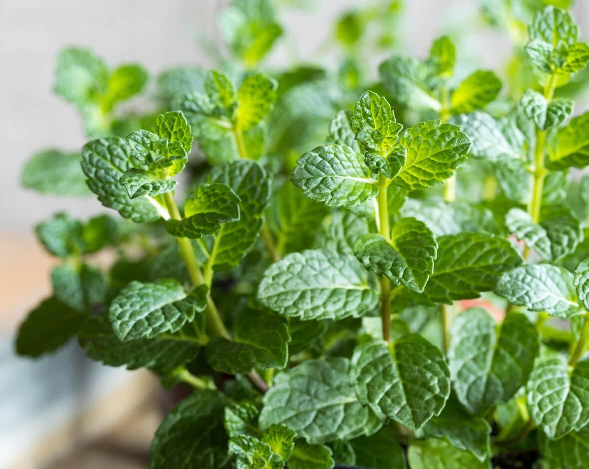 Mit der Kraft der Pflanzen Minze Mentha ADEG