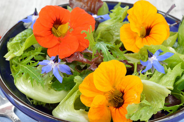 Blütensalat mit Marillen und Ziegenkäse