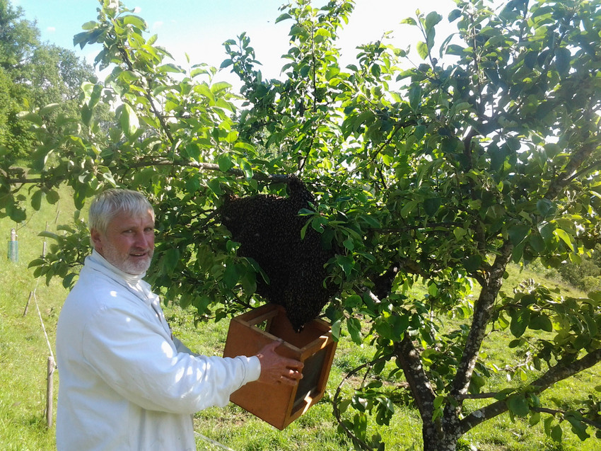 Imker Czerniak ärgert die Bienen und stiehlt den Honig Imker Czerniak ärgert die Bienen und stiehlt den Honig