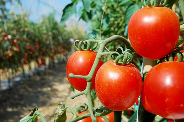 Bild von Tomaten auf der Rebe